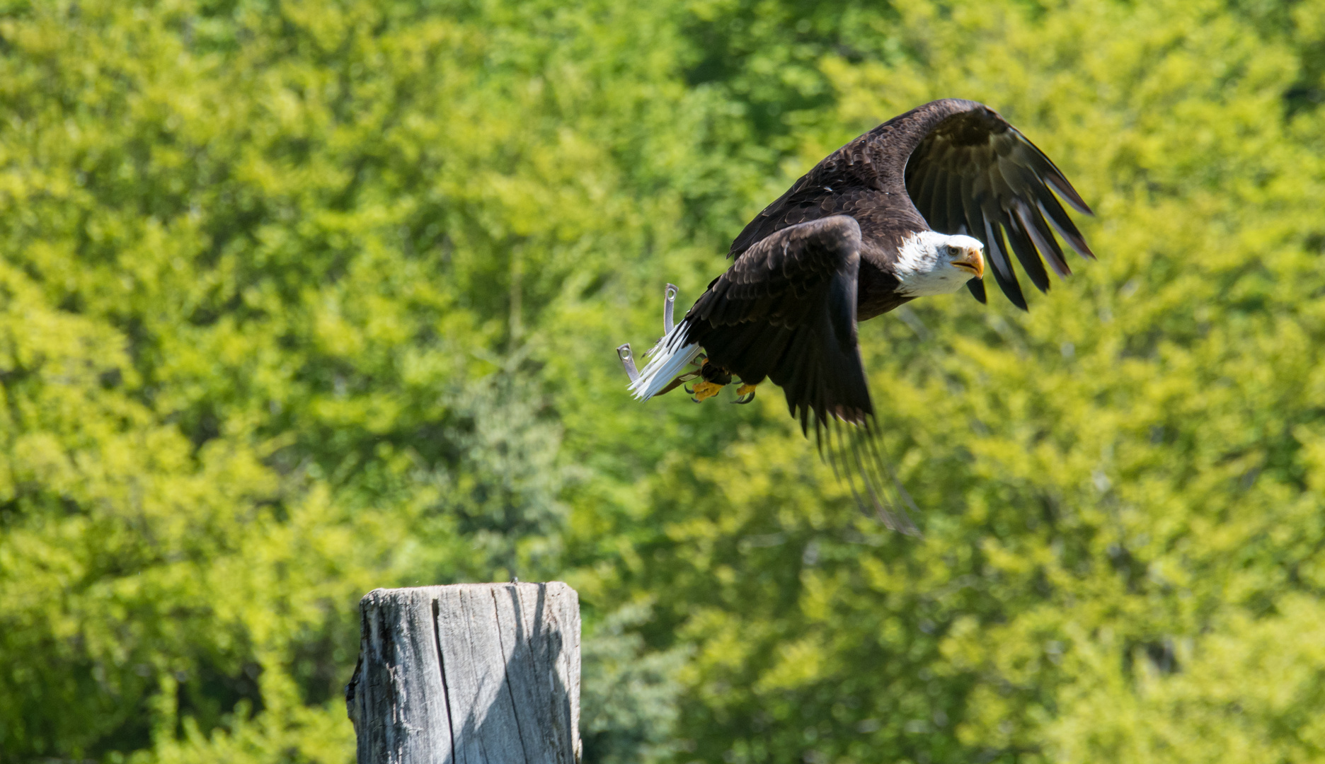 Adler in der Falknerei Bad Sachsa