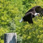 Adler in der Falknerei Bad Sachsa