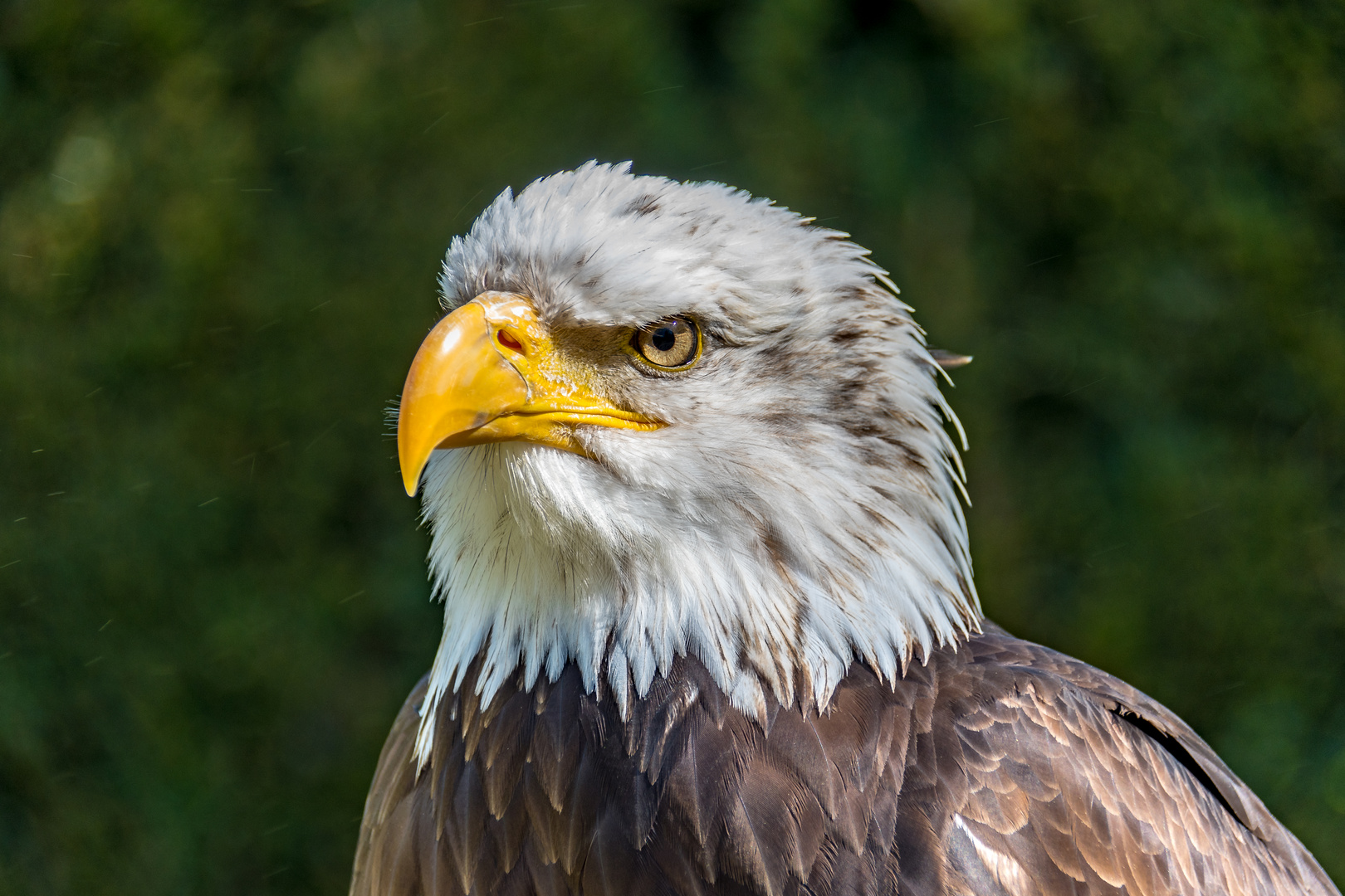 Adler in der Falknerei Bad Sachsa