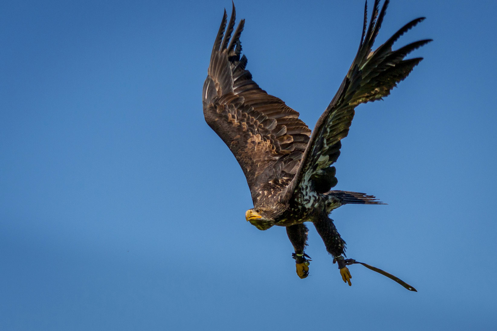 Adler in der Falknerei Kranichfeld