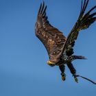 Adler in der Falknerei Kranichfeld