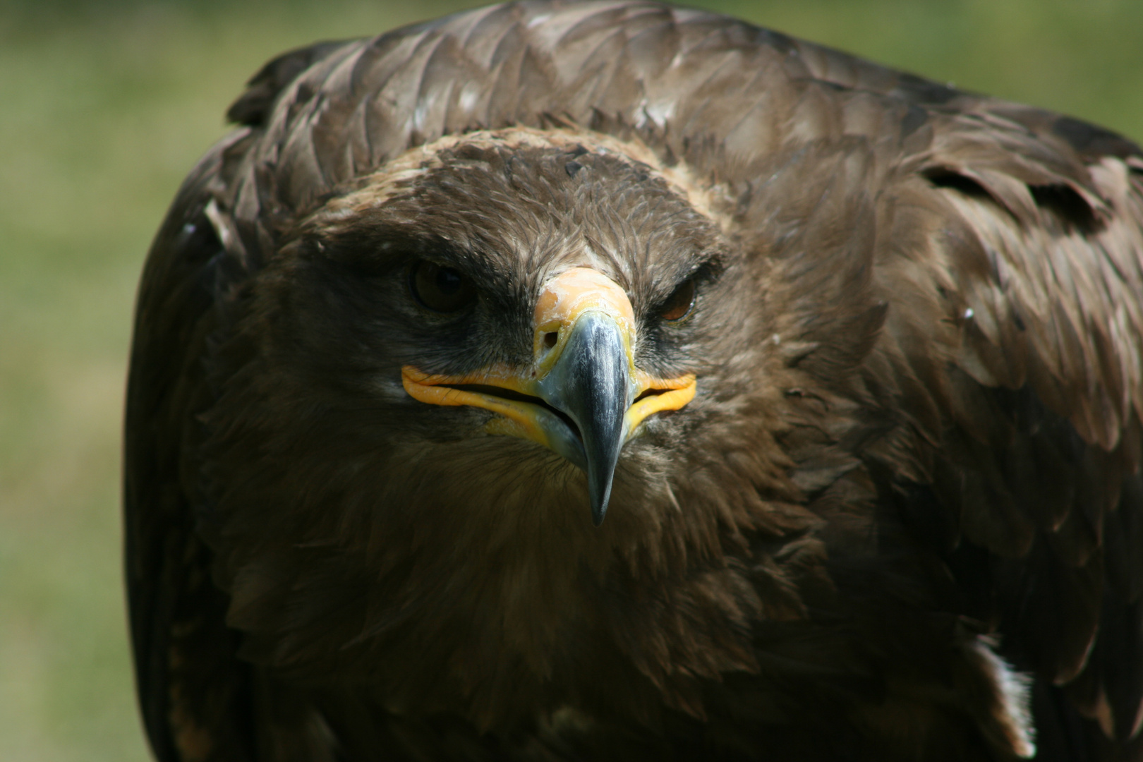 Adler in der Fasanerie in Hanau Klein Auheim