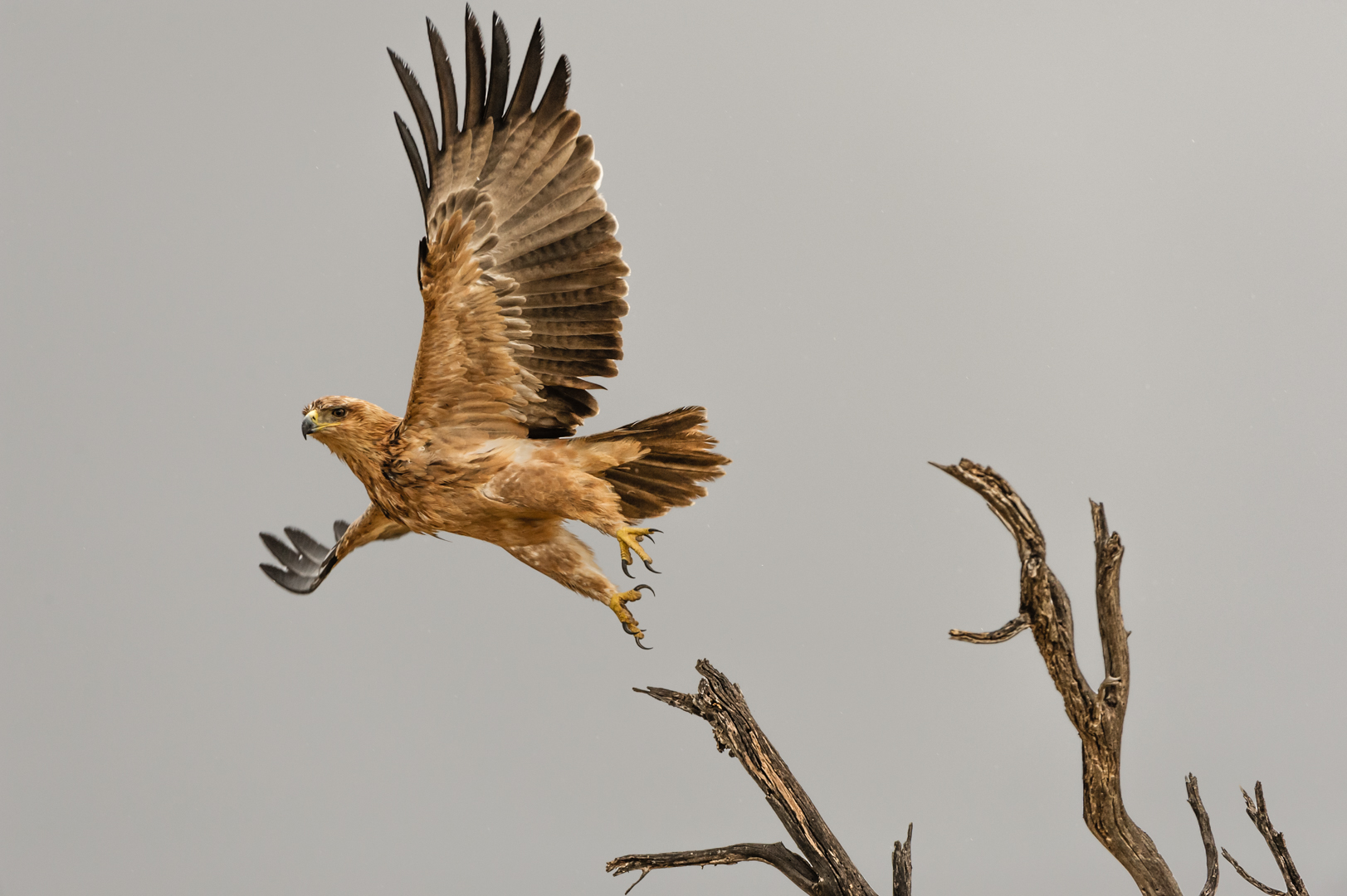 Adler in der Kalahari