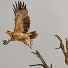 Adler in der Kalahari