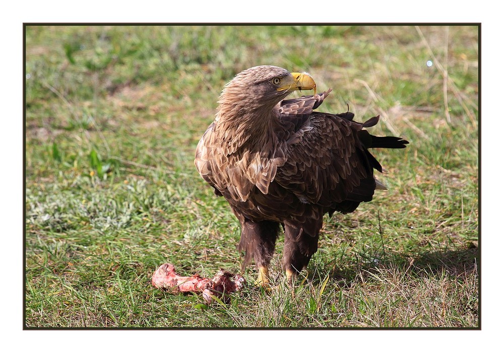 adler in der lausitz