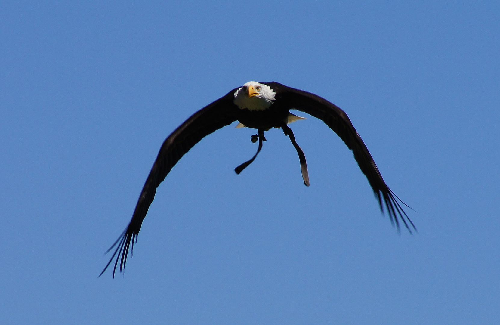 Adler in der Luft