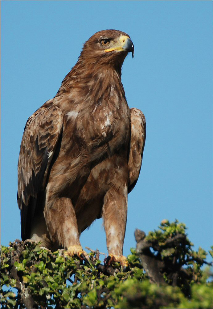 Adler in der Masai Mara