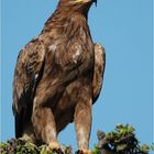 Adler in der Masai Mara