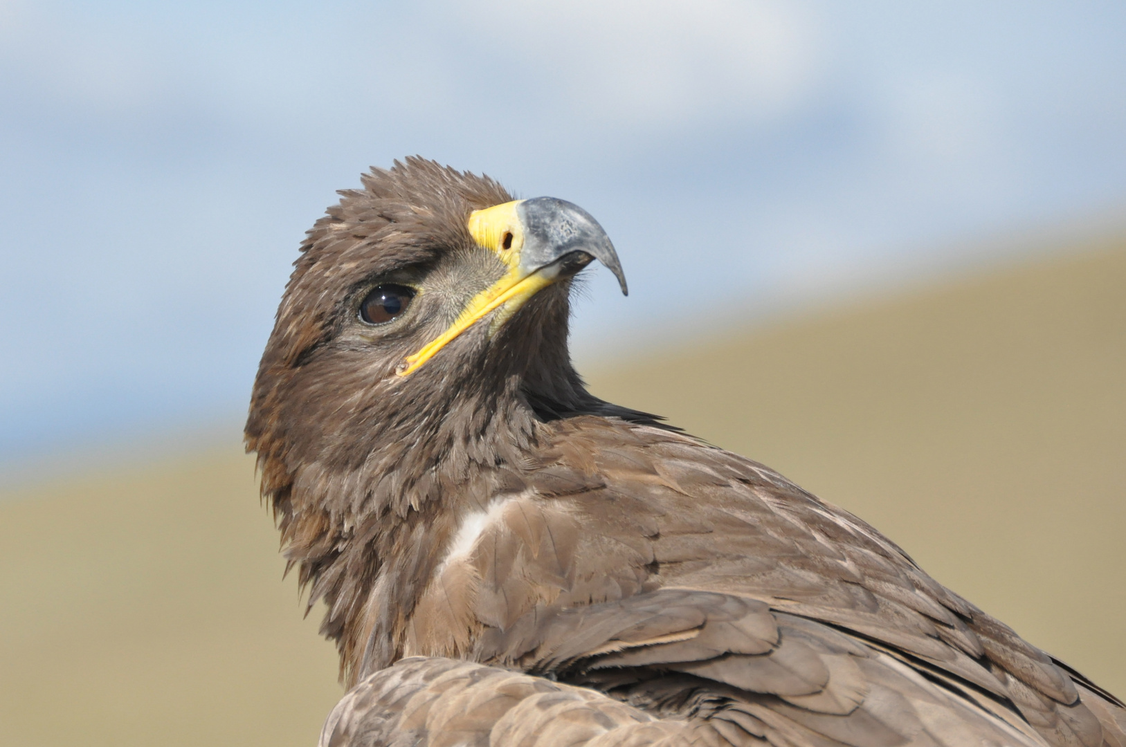 Adler in der Mongolei