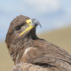 Adler in der Mongolei