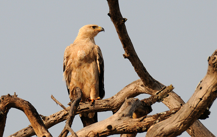 Adler in der Serengeti