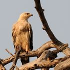 Adler in der Serengeti