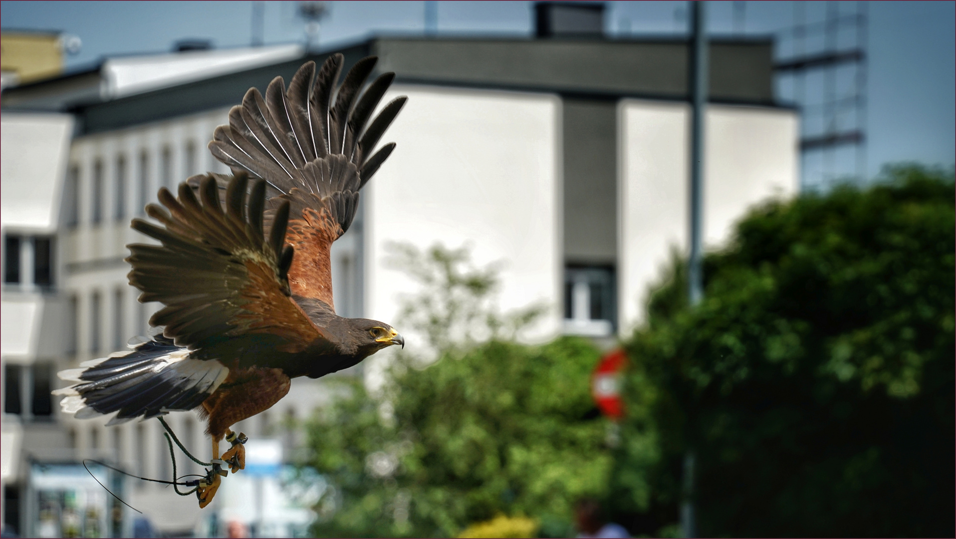 Adler in der Stadt ....