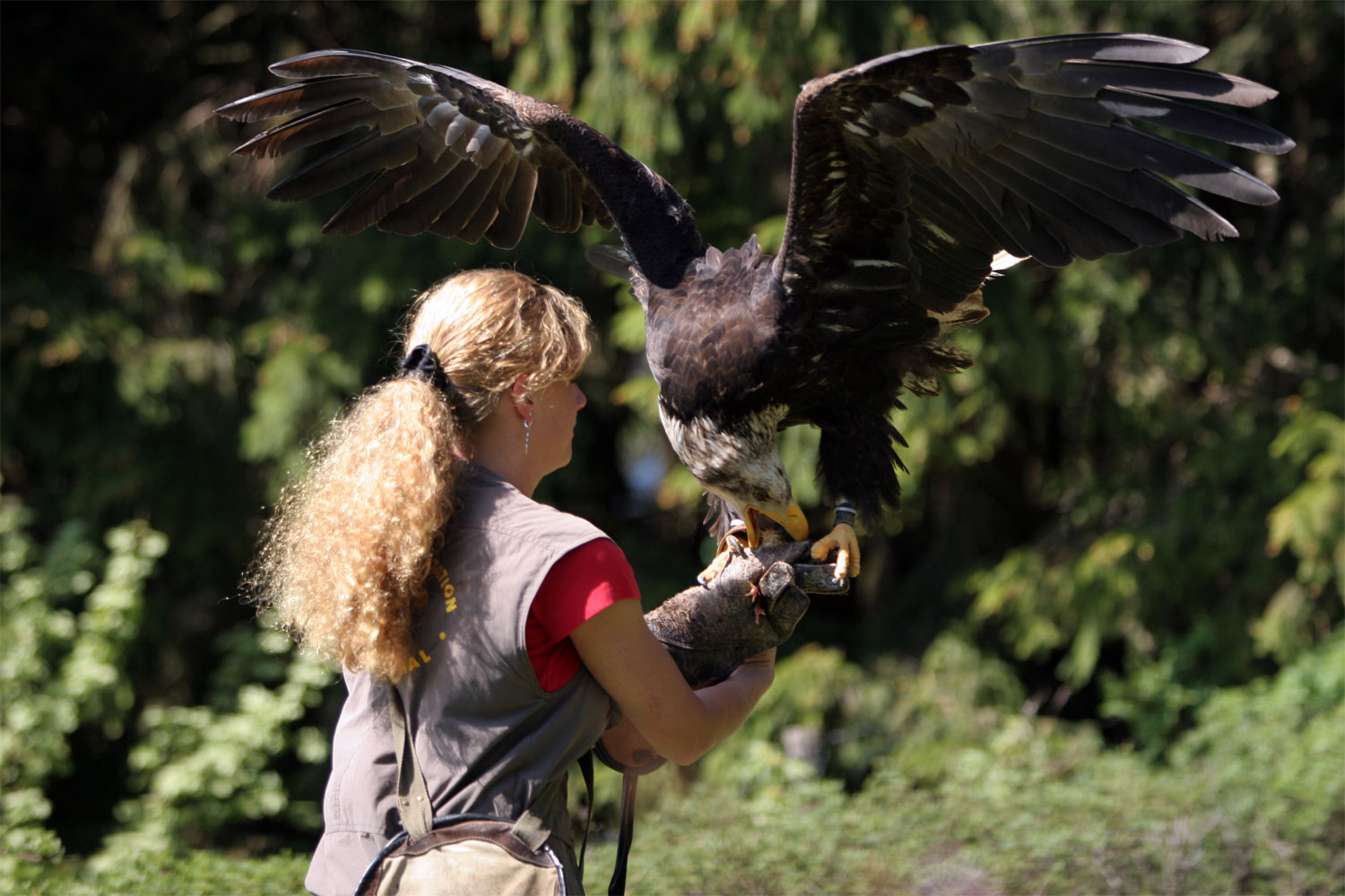 Adler in Hellental