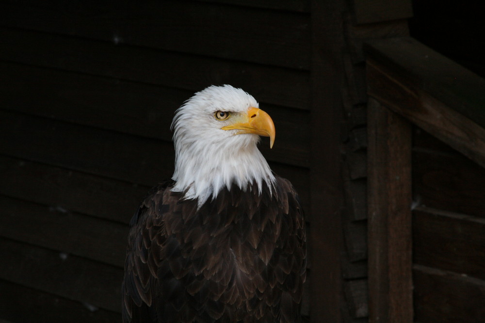 Adler in Hellental