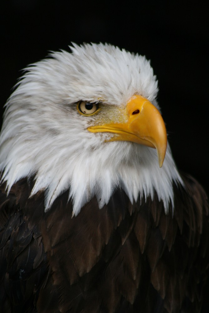 Adler in Hellenthal Anfang 2009