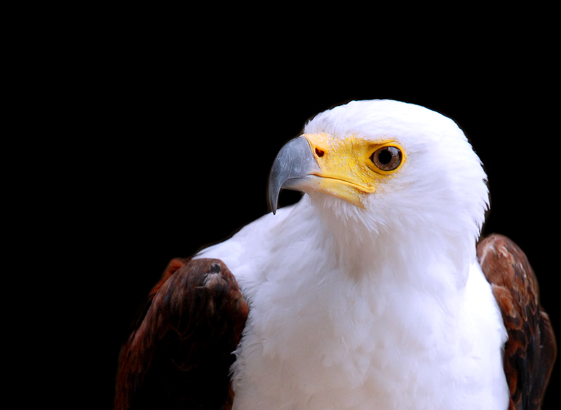 Adler in La Volerie des Aigles