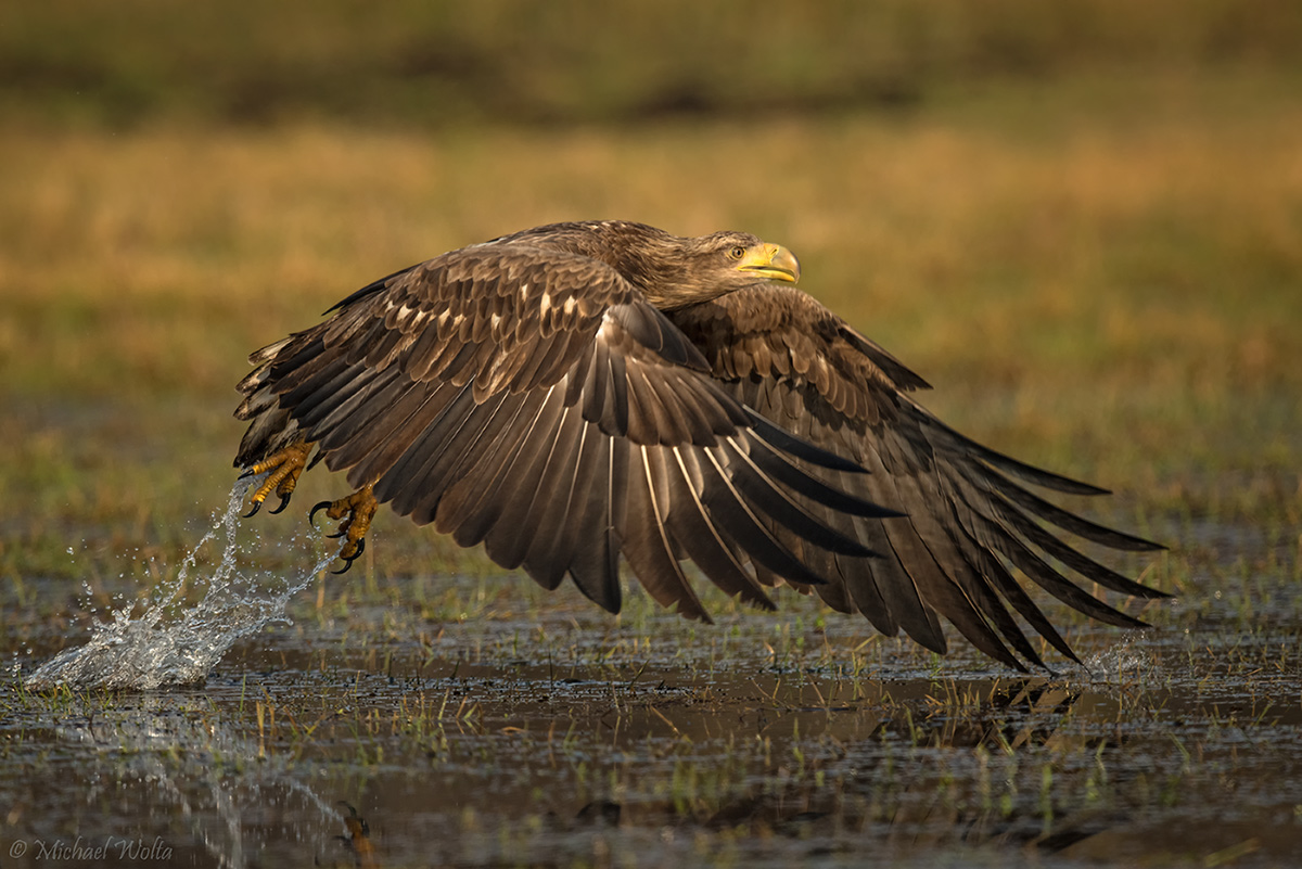 Adler in nasser Wiese