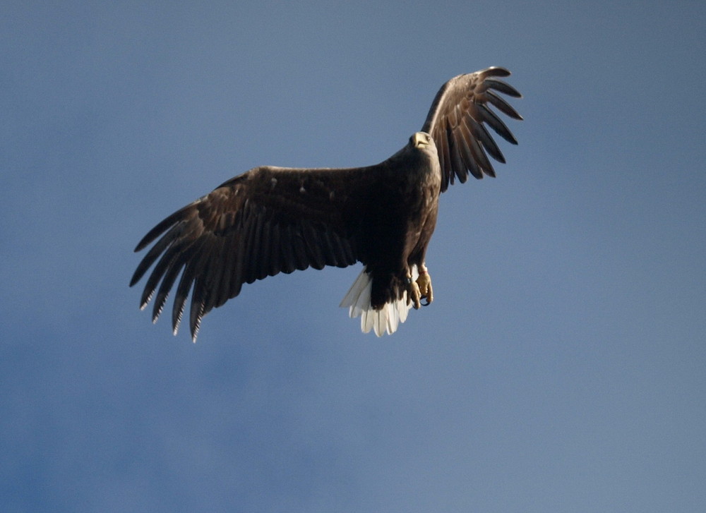 Adler in Norwegen