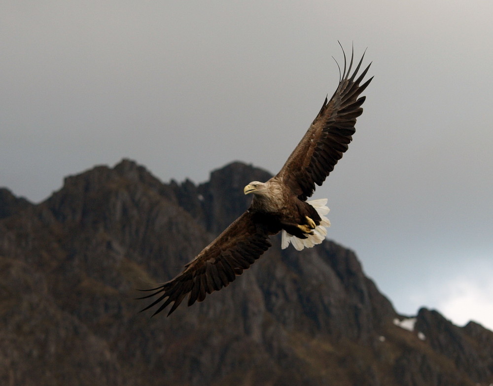 Adler in Norwegen 3