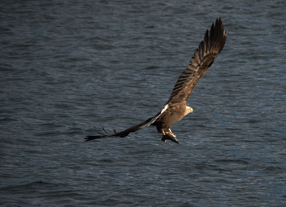 Adler in Norwegen 5