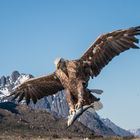 Adler in Norwegen beim Mittagessen holen...