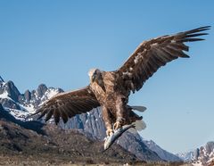 Adler in Norwegen beim Mittagessen holen...