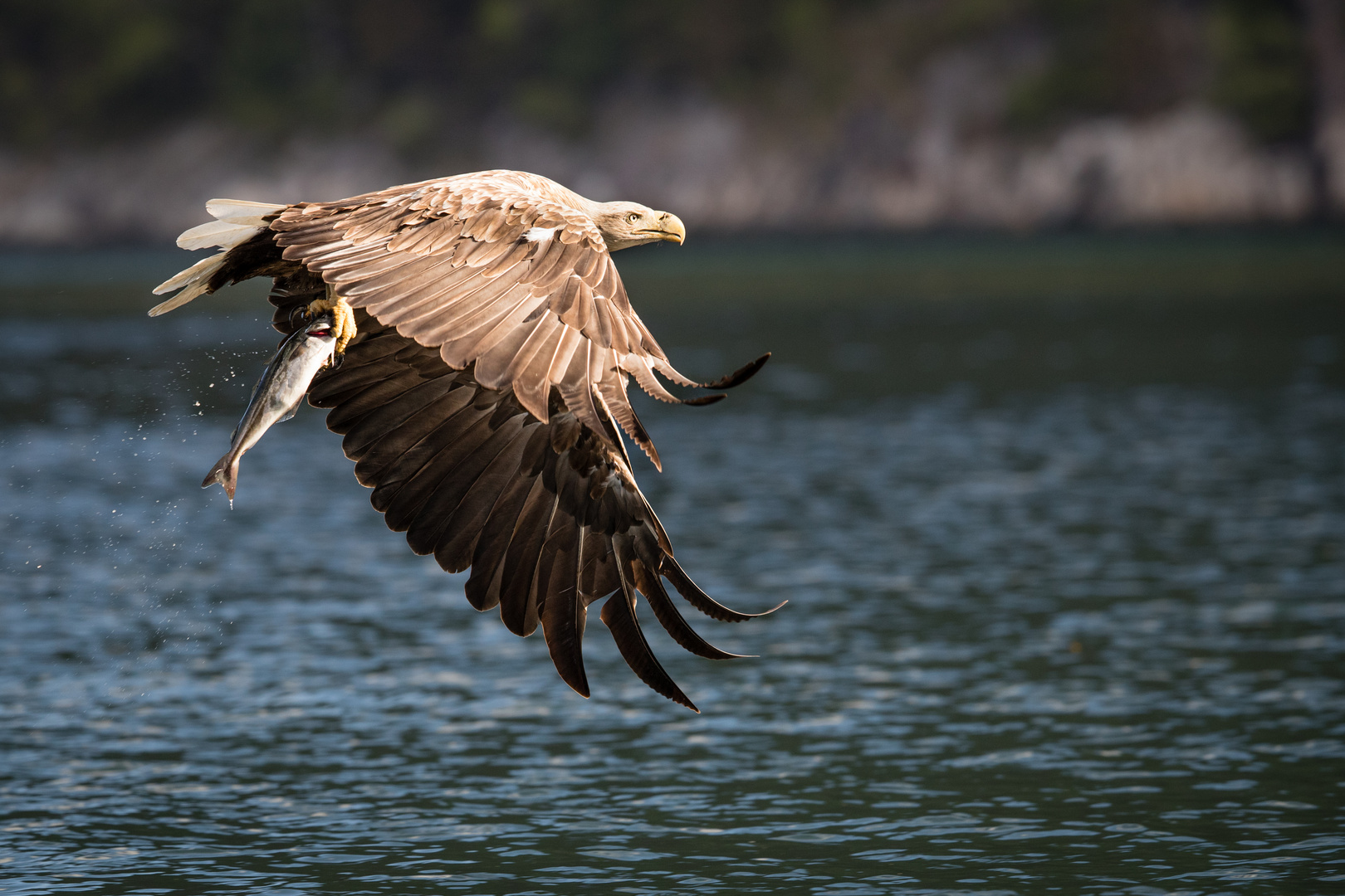 Adler in Norwegen 