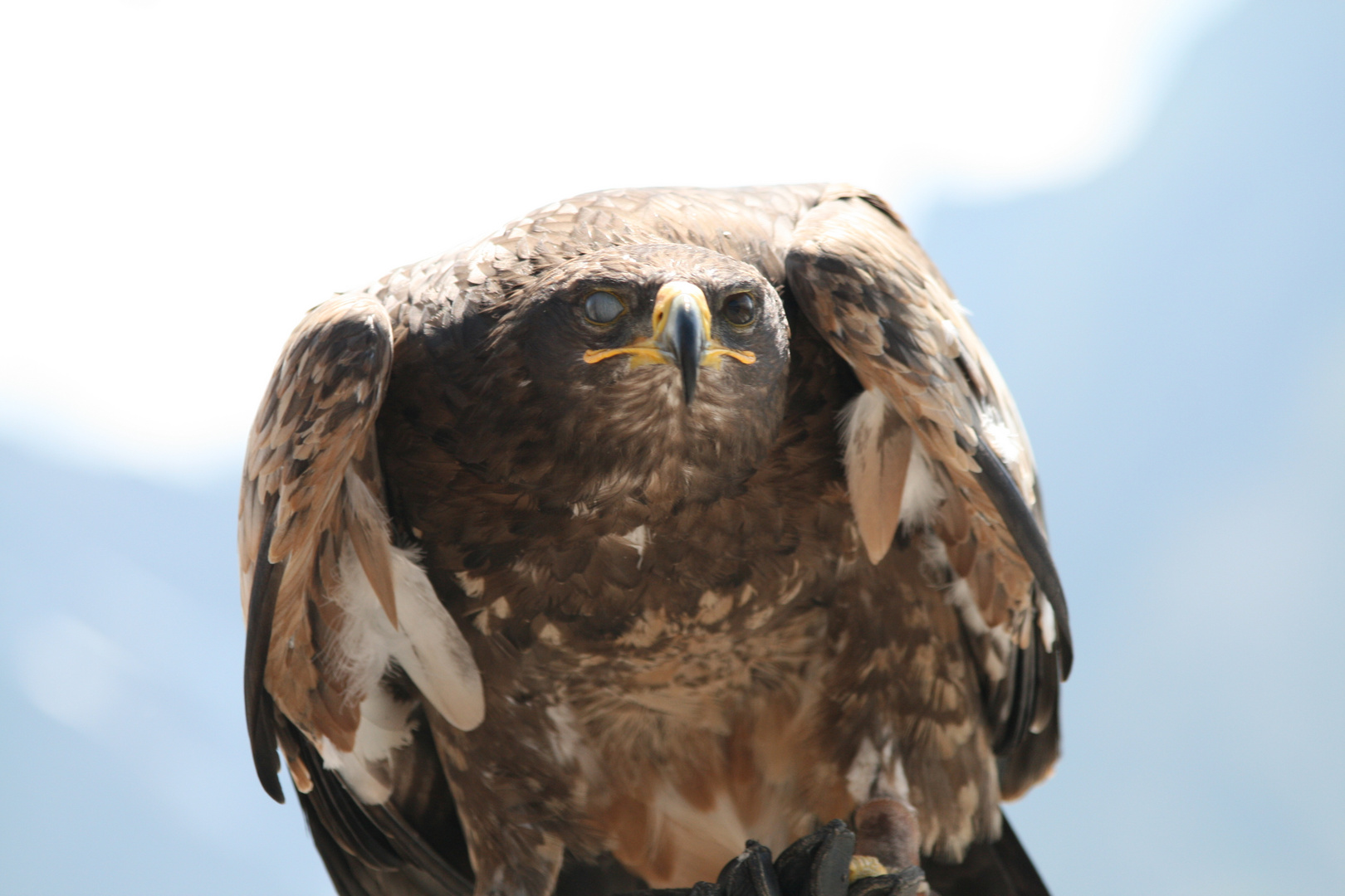 adler in österreich