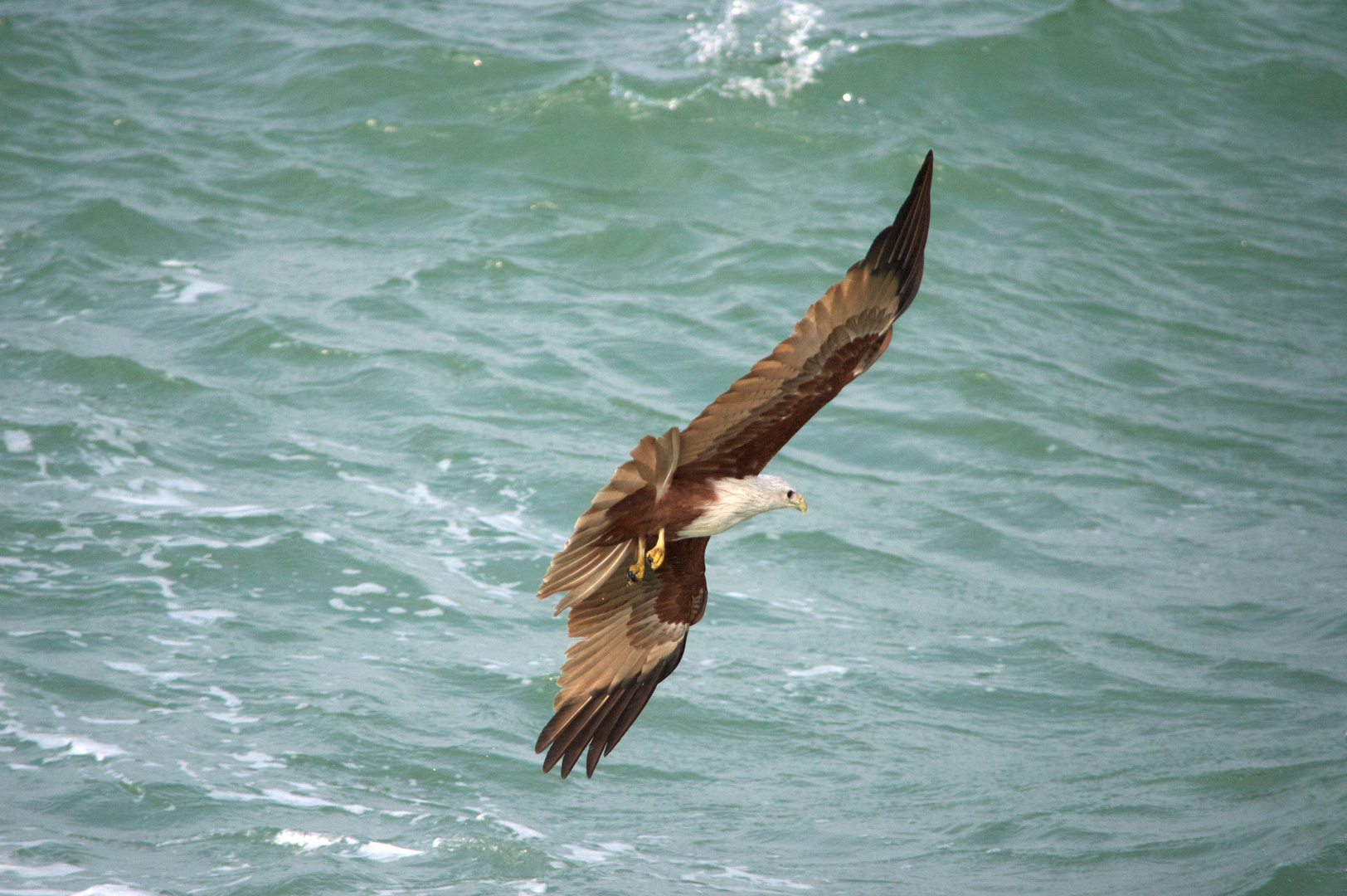 Adler in Phang Nga