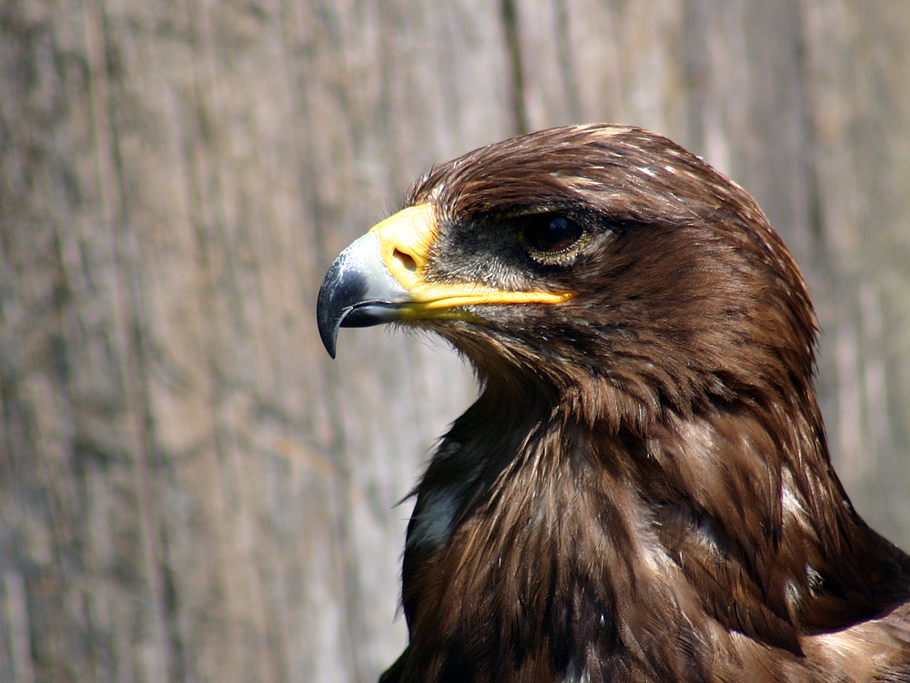 Adler in Schillingsfürst