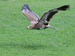 Adler in Schillingsfürst