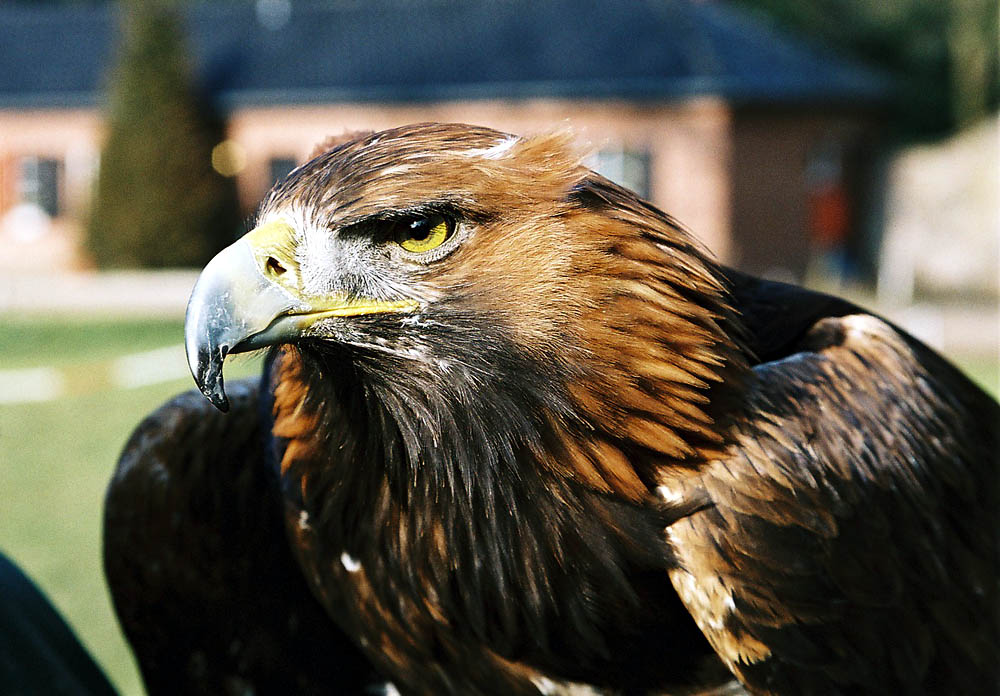 Adler in Schloß Gymnich