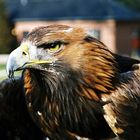 Adler in Schloß Gymnich