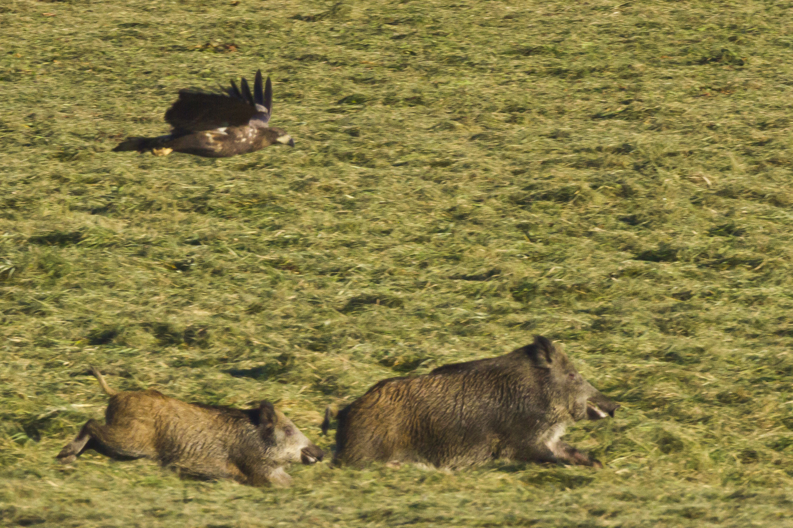 Adler jagd Wildschweine