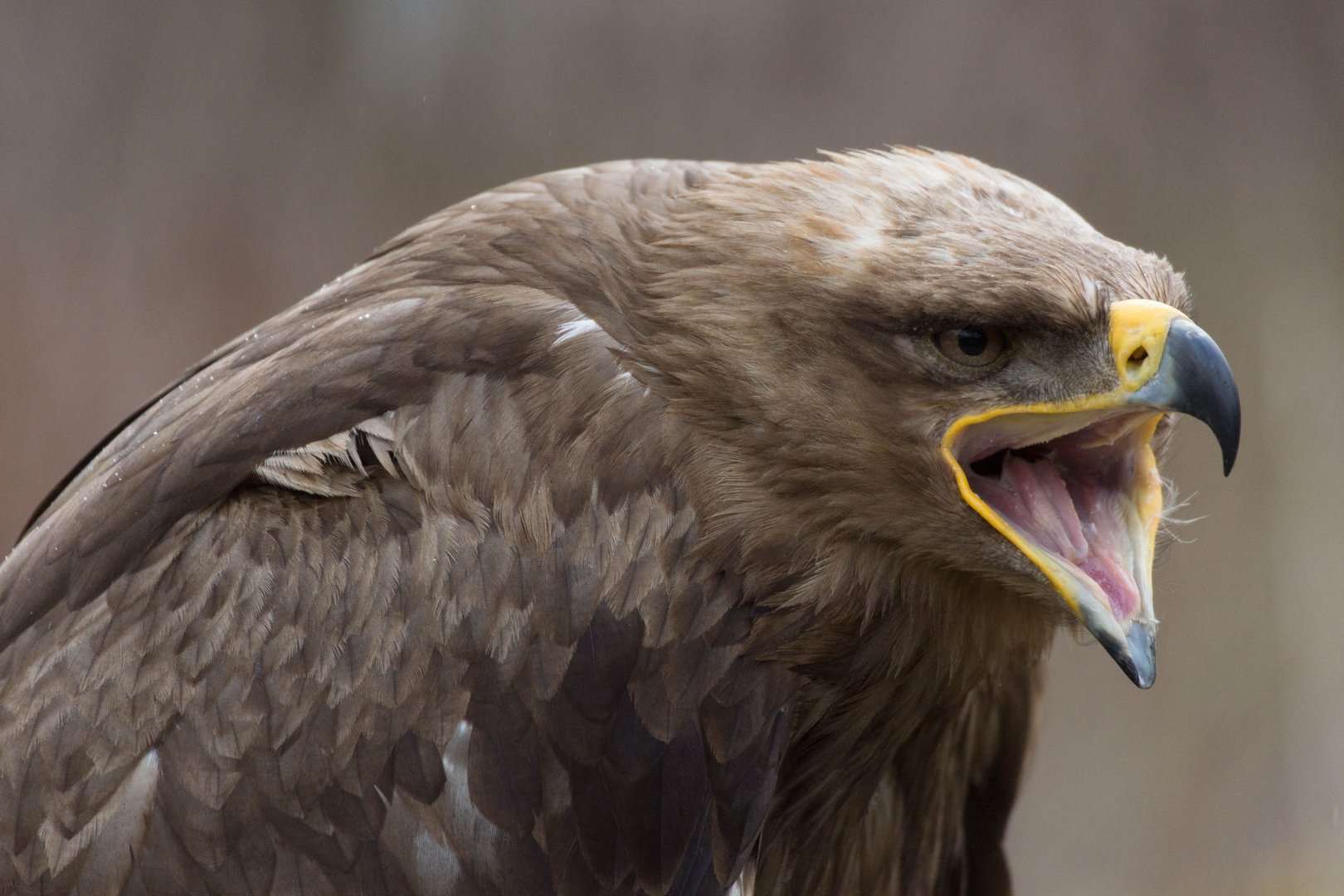 Adler, macht mobil