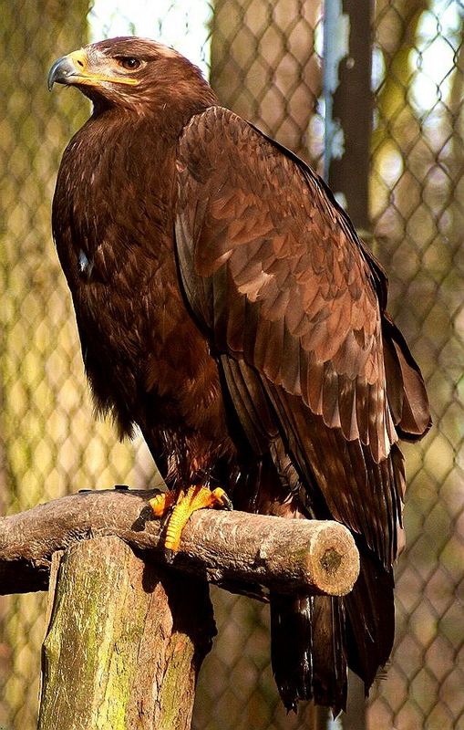 Adler mit angezogener Kralle