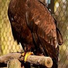 Adler mit angezogener Kralle