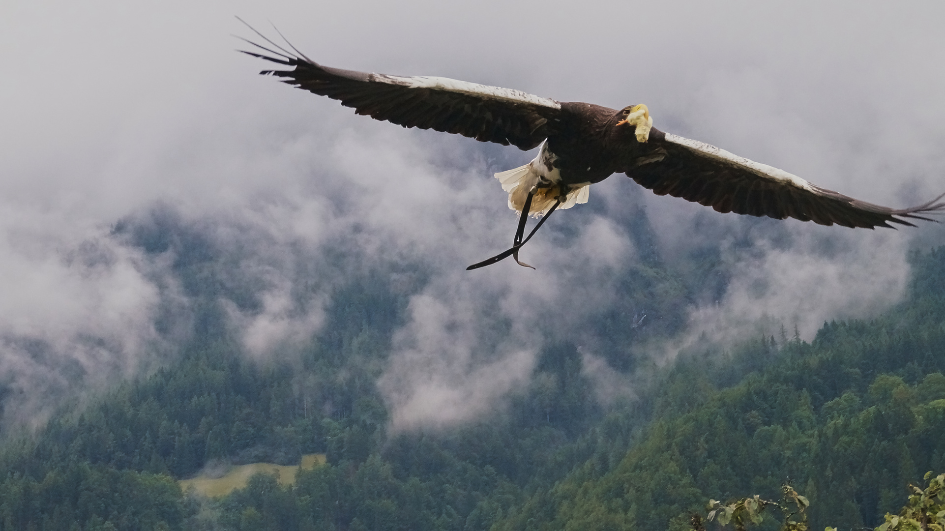 Adler mit Beute