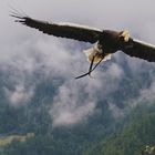Adler mit Beute