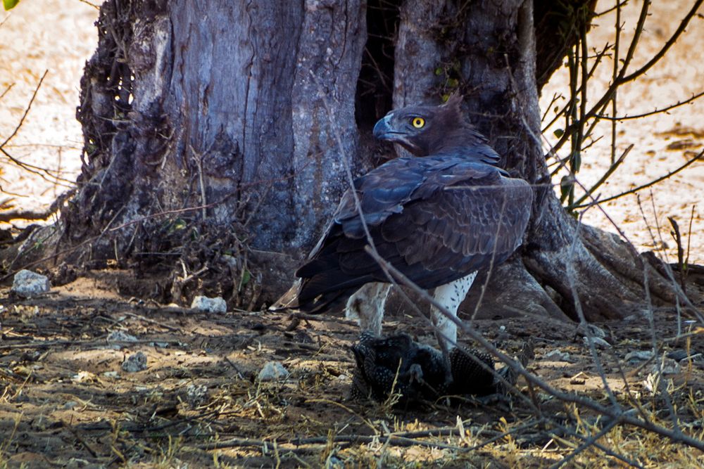 Adler mit Beute