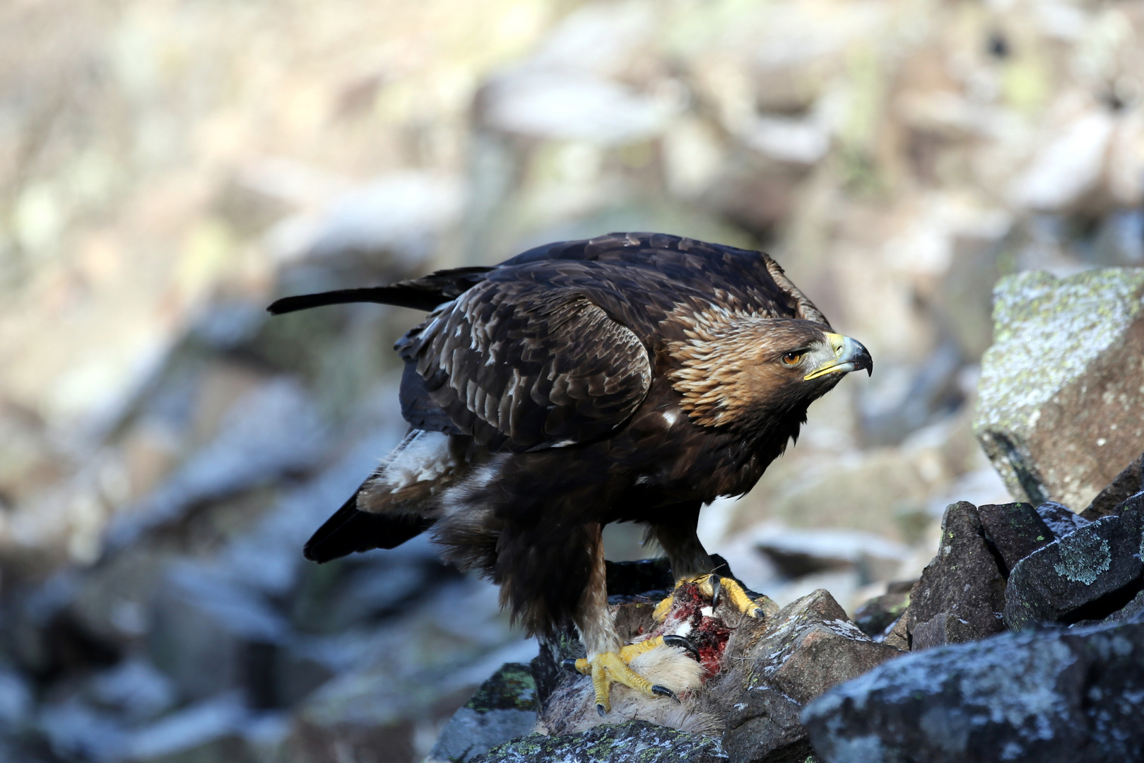 adler mit beute