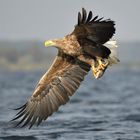 Adler mit Beute