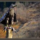 Adler mit Beute im Morgenlicht