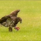 adler mit bierdose