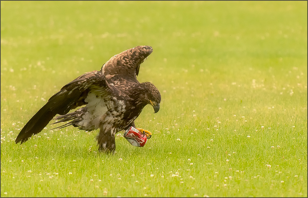 adler mit bierdose