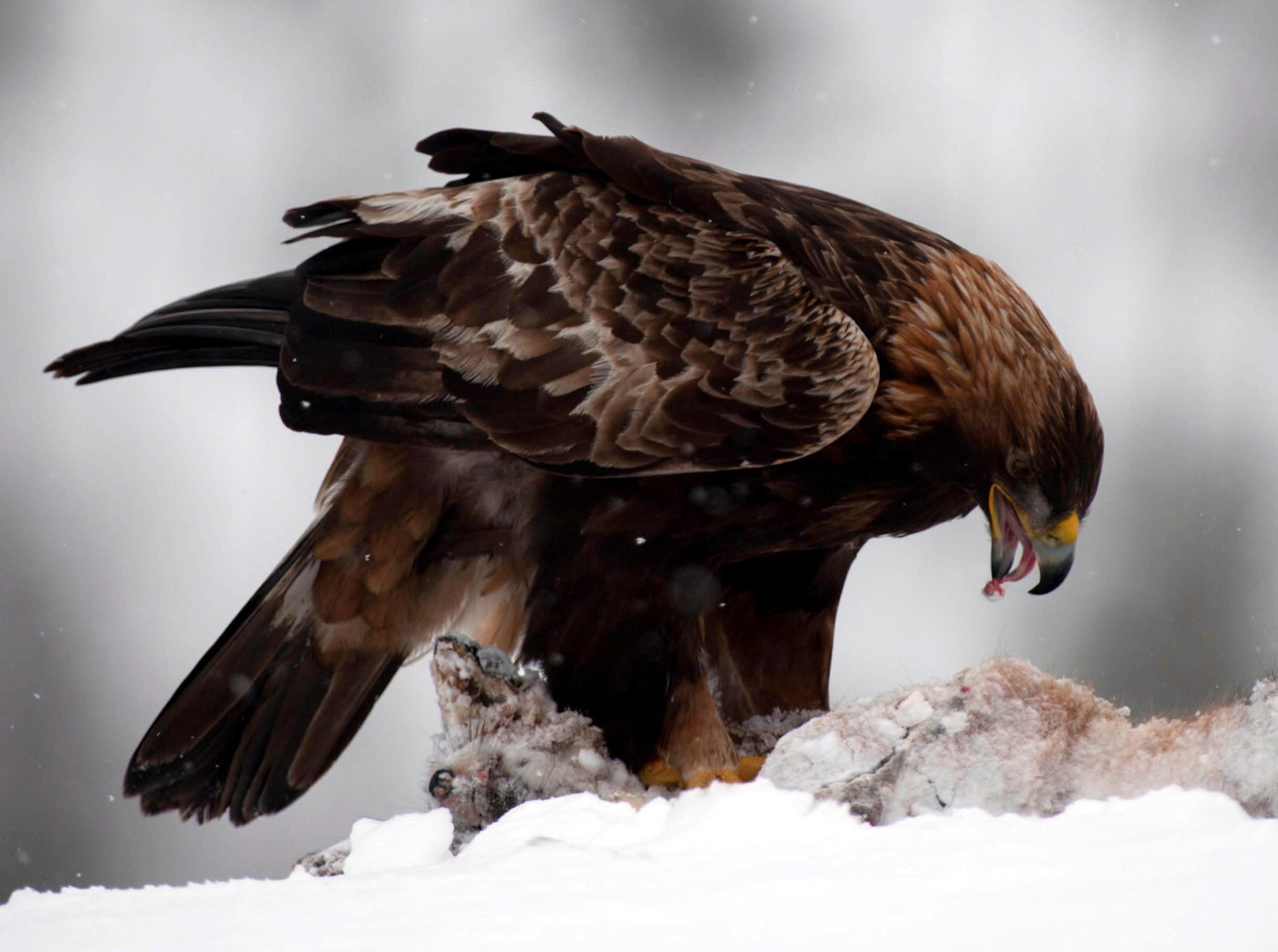 Adler mit der Beute