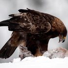 Adler mit der Beute