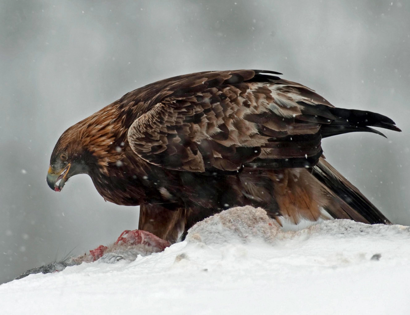 Adler mit der Beute III