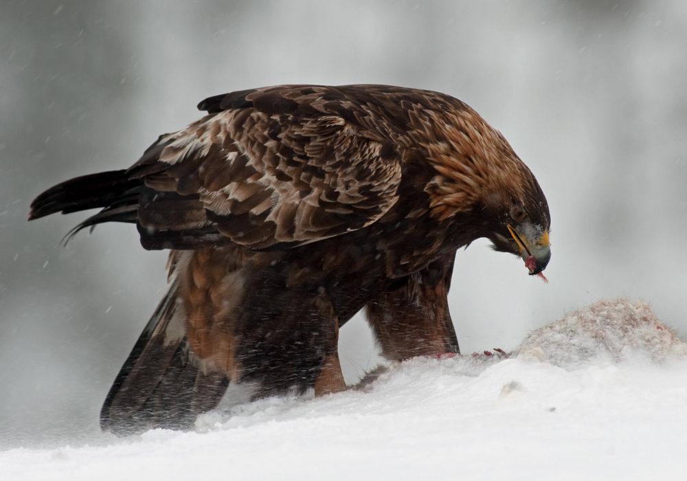 Adler mit der Beute IV